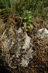 Veronica verna