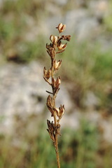 Veronica verna