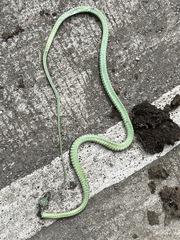 Dendrelaphis philippinensis