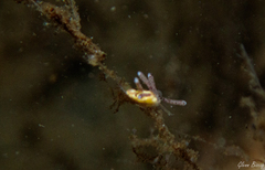 Tergipes tergipes