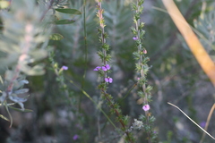 Muraltia juniperifolia