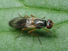 Chyliza leptogaster