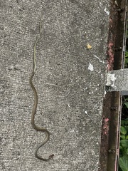 Dendrelaphis philippinensis