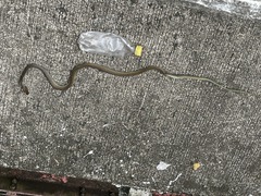 Dendrelaphis philippinensis