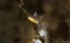 Tergipes tergipes