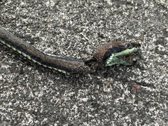 Dendrelaphis philippinensis