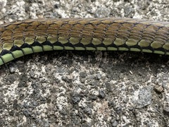 Dendrelaphis philippinensis