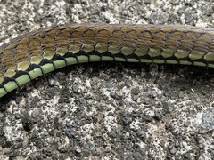 Dendrelaphis philippinensis