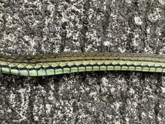 Dendrelaphis philippinensis