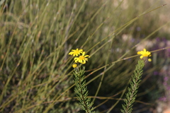 Euryops euryopoides