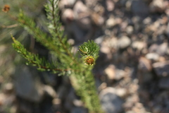 Euryops euryopoides