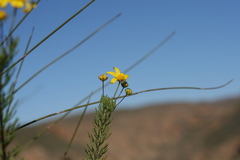 Euryops euryopoides