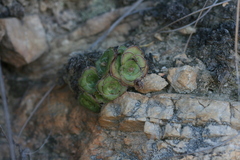 Crassula cremnophila