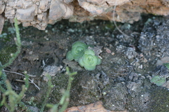 Crassula cremnophila