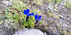 Gentiana bavarica subacaulis