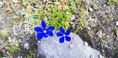 Gentiana bavarica subacaulis
