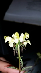 Pedicularis lapponica