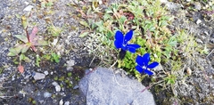 Gentiana bavarica subacaulis