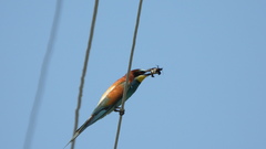 Merops apiaster