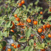 Solanum tomentosum - Photo (c) Felix Riegel, algunos derechos reservados (CC BY-NC), subido por Felix Riegel