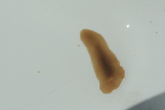 Acotylea