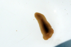 Acotylea