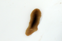 Acotylea