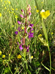 Anacamptis laxiflora