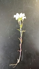 Pedicularis lapponica