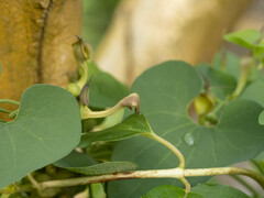 Aristolochia contorta