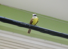 Pitangus sulphuratus