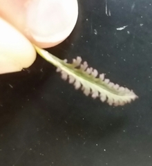 Pedicularis lapponica