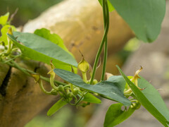 Aristolochia contorta