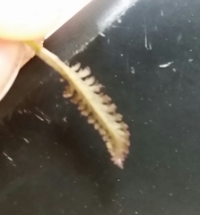 Pedicularis lapponica