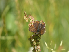Lycaena hippothoe eurydame