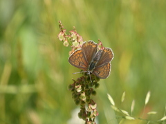 Lycaena hippothoe eurydame