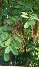 Robinia pseudoacacia