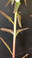 Pedicularis lapponica