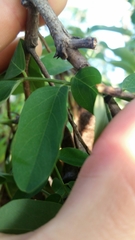 Robinia pseudoacacia