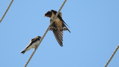 Hirundo rustica