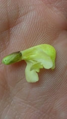 Pedicularis lapponica