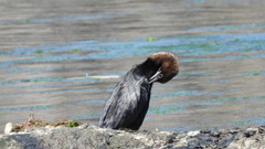 Microcarbo pygmaeus
