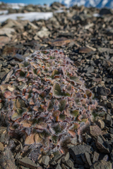 Myosotis lyallii elderi