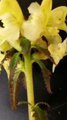 Pedicularis lapponica