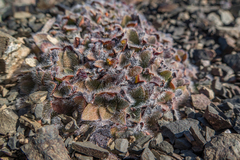 Myosotis lyallii elderi