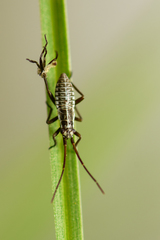 Leptopterna dolabrata