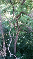 Robinia pseudoacacia