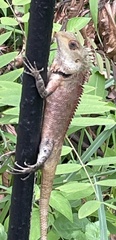 Calotes versicolor