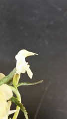 Pedicularis lapponica