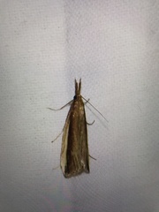 Donacaula mucronella